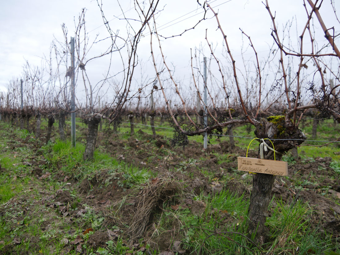 Виноградник на урожай